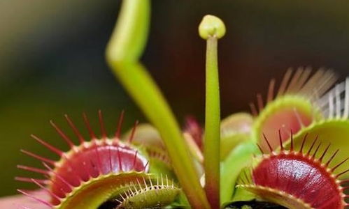 种子播种步骤：从基质到幼苗