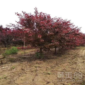 实体苗木市场选购指南