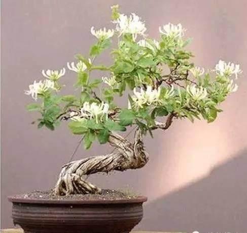 混栽盆景：河南盆景的新思路