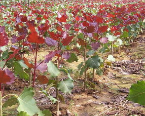 红叶杨的成活率：如何让它们稳稳扎根