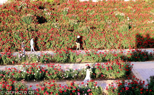 月季小镇的魅力