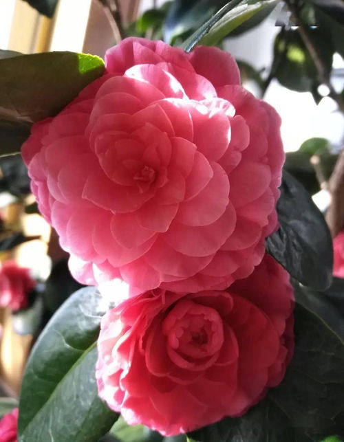 茶花：冬天里的美丽使者