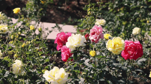 济南月季花海：一场视觉与嗅觉的盛宴