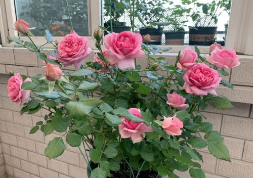 庞巴度月季：优雅高贵的代表