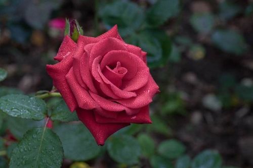 月季的花期揭秘