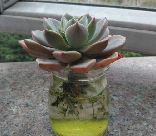 水培植物怎么避免出现青苔