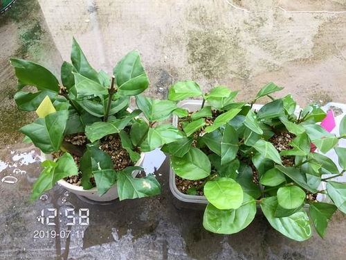 夏天扦插， 这些花卉生根快，开花易