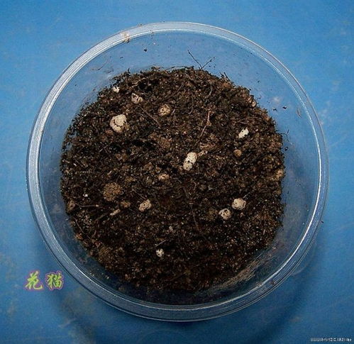 3. 湿纸巾催芽法