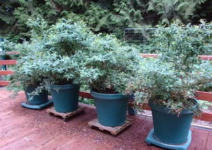 阳光充足， 土壤疏松