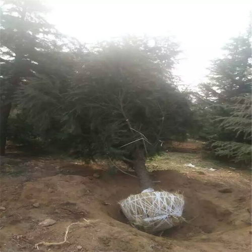 雪松的美丽,你知道多少?