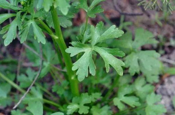 重要提醒：播种深度别超过2厘米