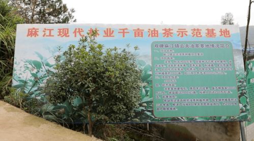 广宁茶油基地：种植茶油苗，每亩需多少种子？专业解答来了！