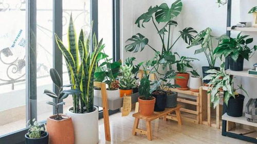 客厅摆放什么植物能招财？选对植物