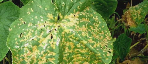 大蒜病害防治的