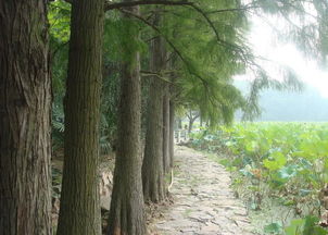 水杉银行，投资还是收藏？