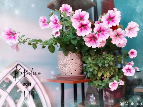 家居中的绿意盎然