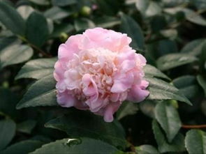茶花移栽后叶子发黄？揭秘原因及处理技巧！