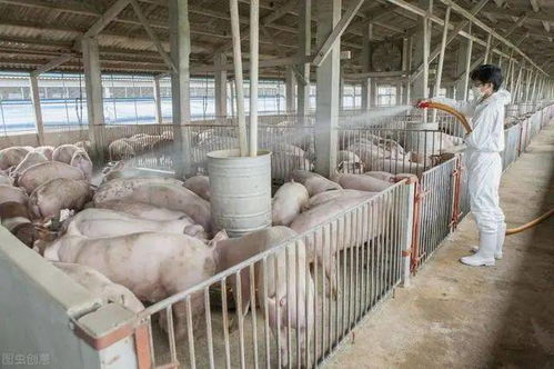 选择猪场用地需全面考量农业养殖要素