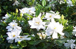 栀子花，生长环境的考量