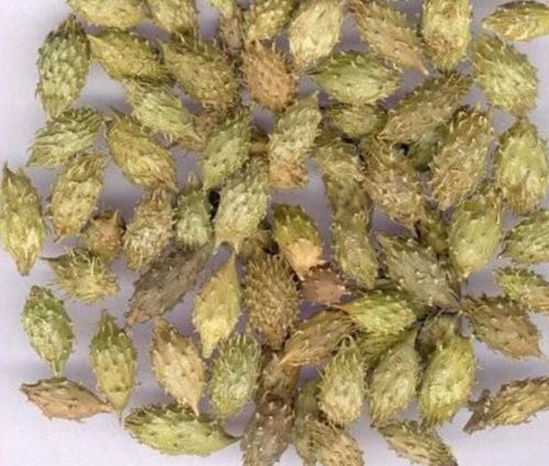 采摘时间：秋季蕞佳， 具体堪地区