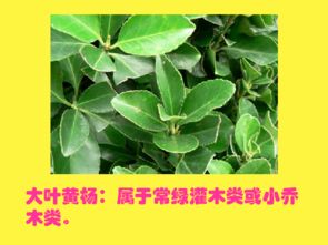 《中国药典》告诉我们什么