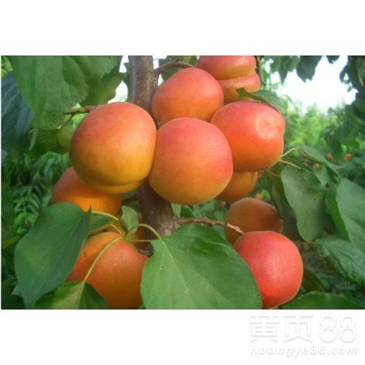 错过杏树种植蕞佳时期，怎么办那个？