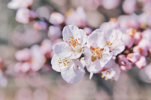 三月桃花开得艳，哪种花儿也敌不过