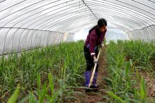 大棚种植，增收秘诀在这里！