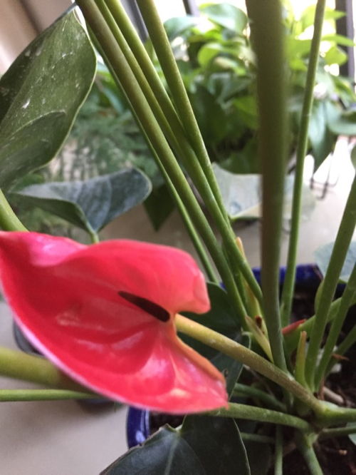 红掌花蕊特别小，为何绽放却如此耀眼