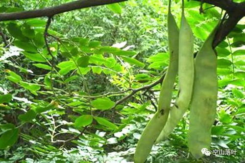 生命的奇迹：皂荚种子的重生