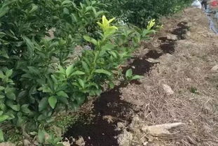 冬天施化肥，植物怎么突然枯死了