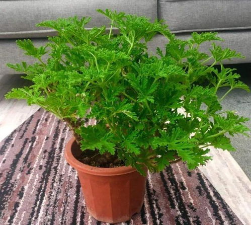 1. 驱蚊草：清新的柠檬香