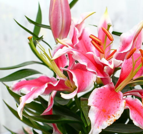 百合花盆栽养不活？试试这些方法