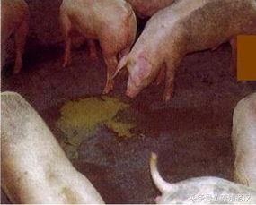 猪拉水泥样稀便、过料消瘦，这是不是回肠炎的征兆呢？
