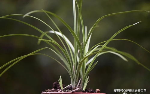 兰花施肥怎么施肥？选用什么肥料更合适