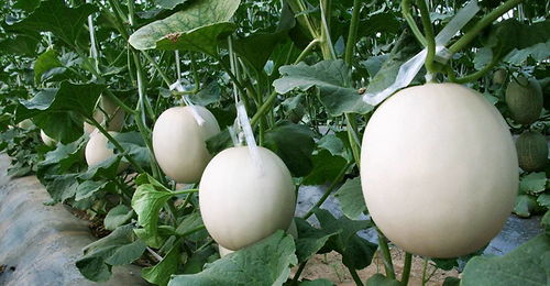 肥料搭配， 关键在平衡