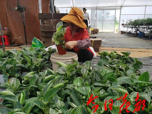 冬天修剪玫瑰后如何护理才能让玫瑰焕发新活力