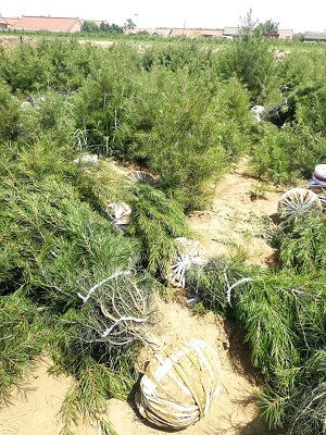 价格波动与市场趋势