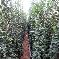 种植黄杨的注意事项