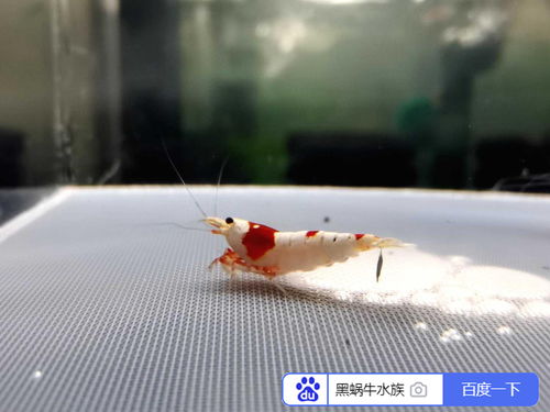 水晶虾适合吃什么品牌的虾粮，有没有什么推荐适合水晶虾食用的饲料品牌？