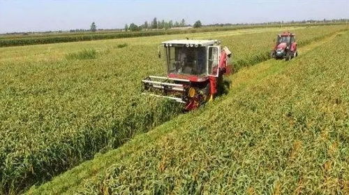 如何在收割谷子前使用百草枯