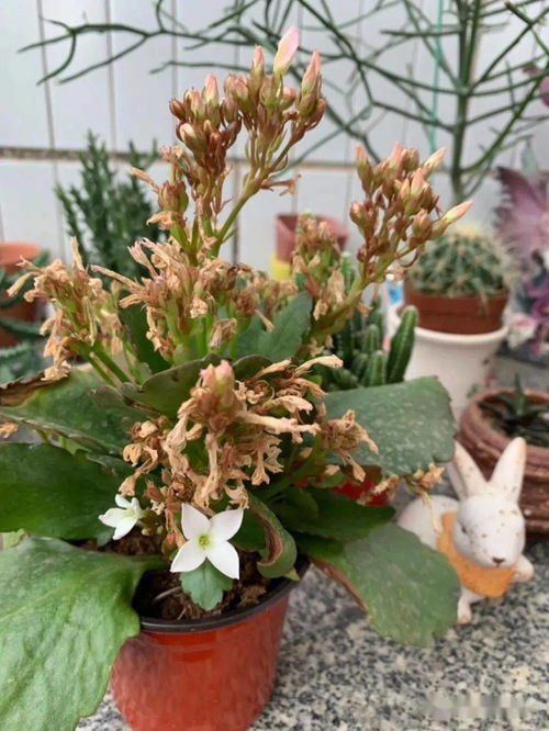 态物肥料的优势