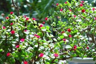 树马齿苋为何不花？野生奇观待揭秘