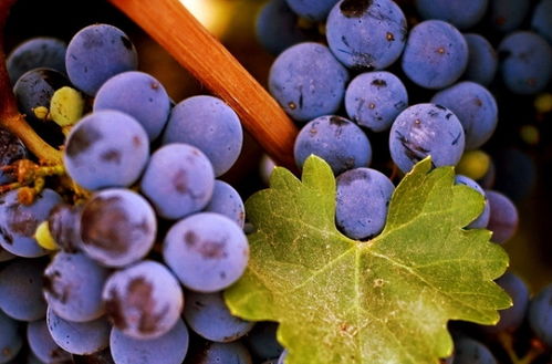 吃了喷了百菌清的葡萄，会中毒吗？