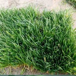 黑麦草和狗牙根：草坪的“冷暖CP”