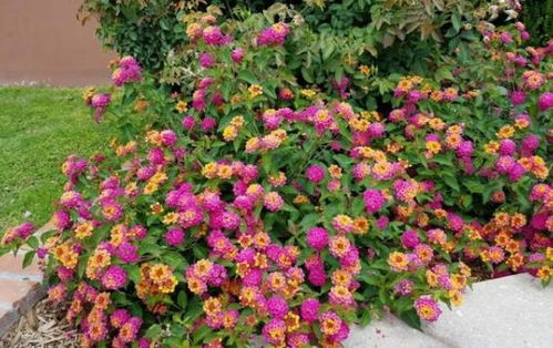 南方五月新手种植红色花卉的失败陷阱