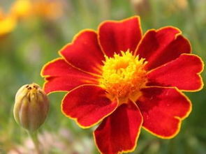 孔雀草：播种育苗小秘诀