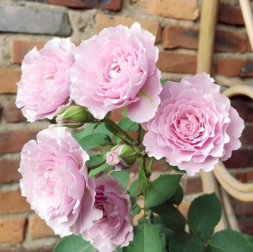 种植的艺术：气候的交响曲