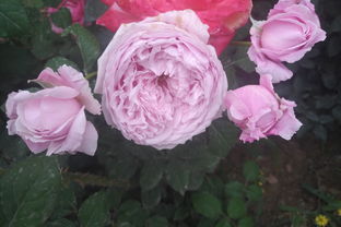 月季花的种类及区分方法