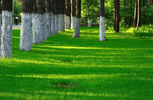 混播比例和种子发芽问题
